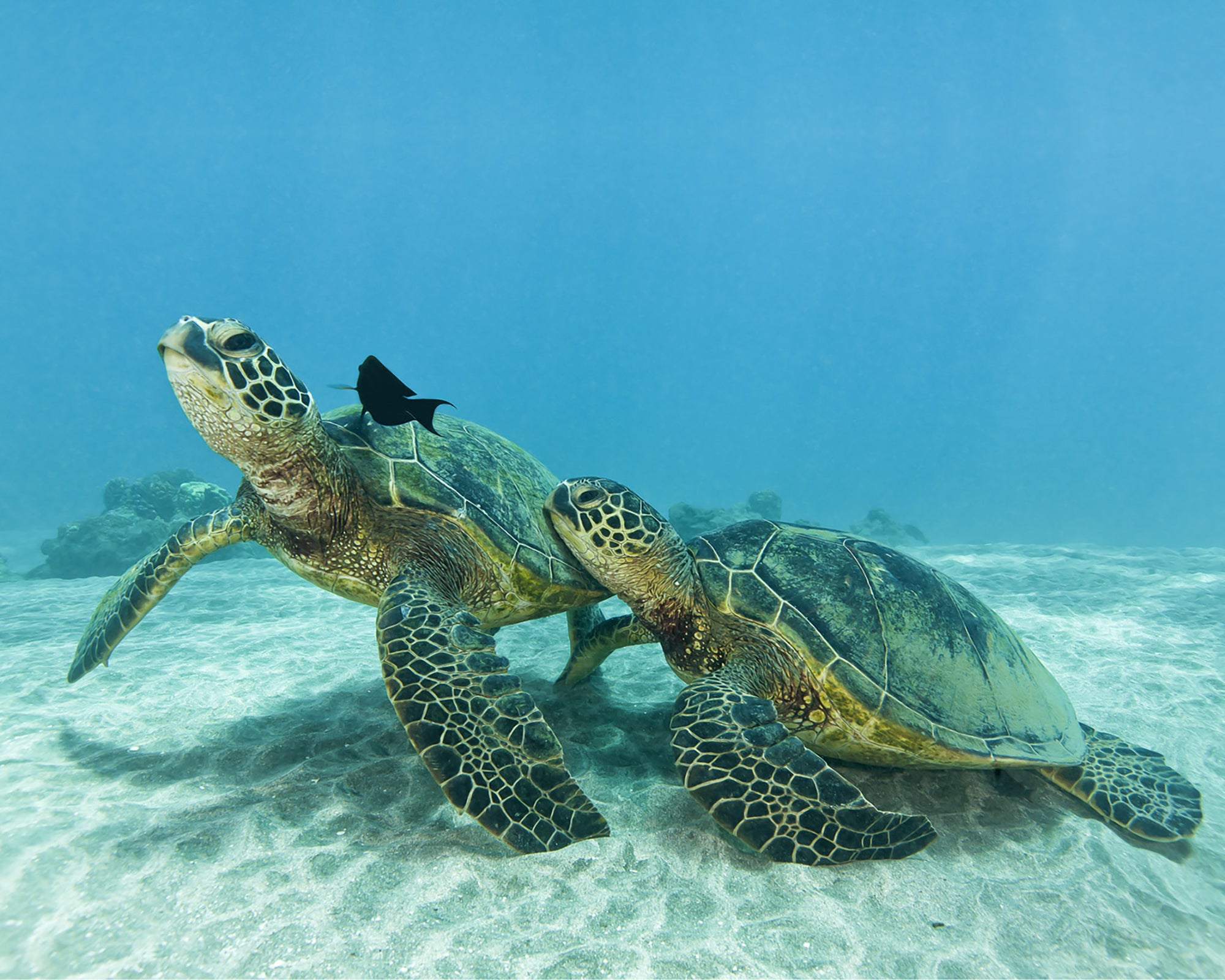 An underwater image of two turtles standing on the bottom of the ocean getting cleaned by some fish. The smaller turtle seems to be leaning on the larger one. The image was taken near Olawalu on Maui.