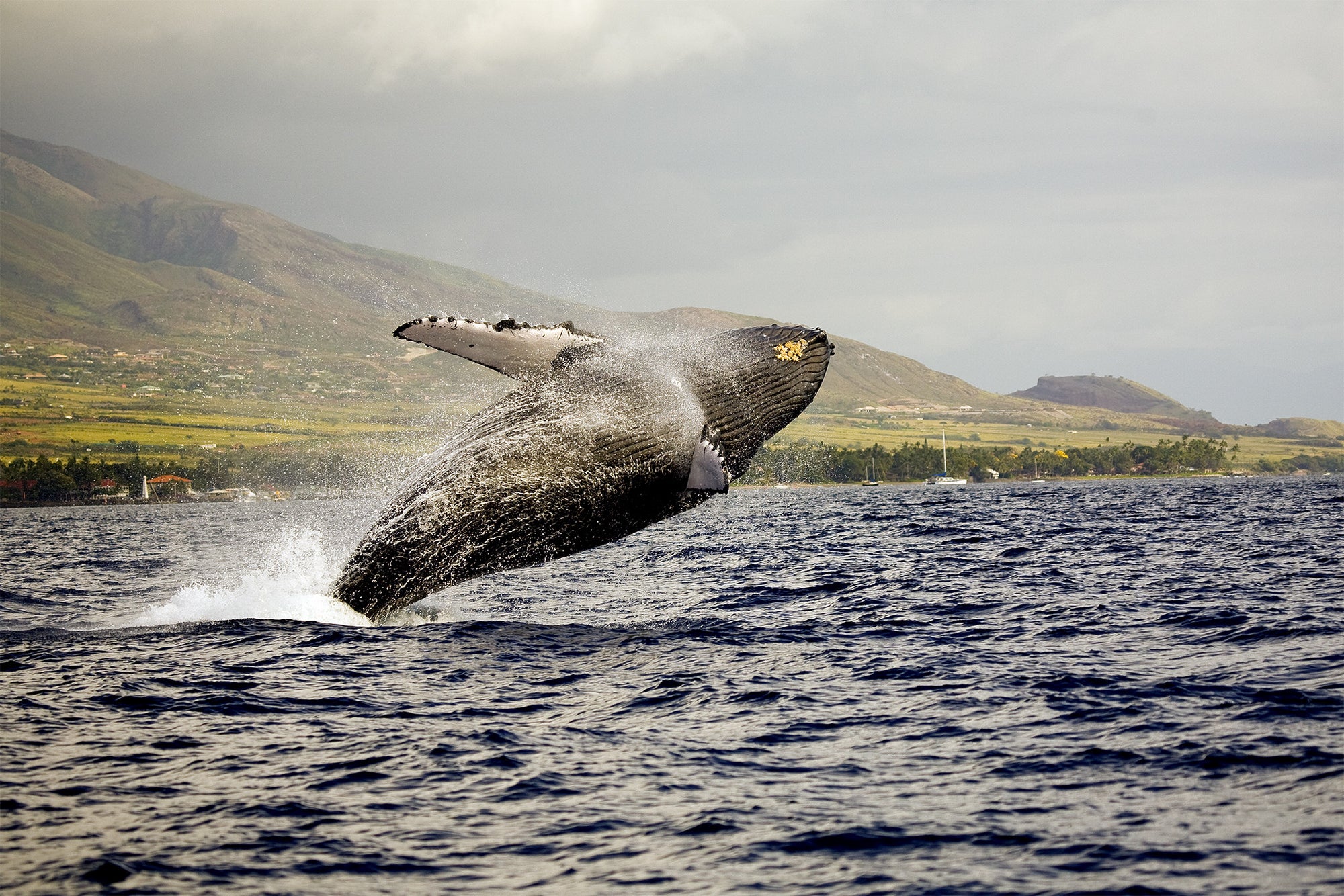 An image of a breaching Humback Whale taken on Maui, right in front of Lahaina Harbor.