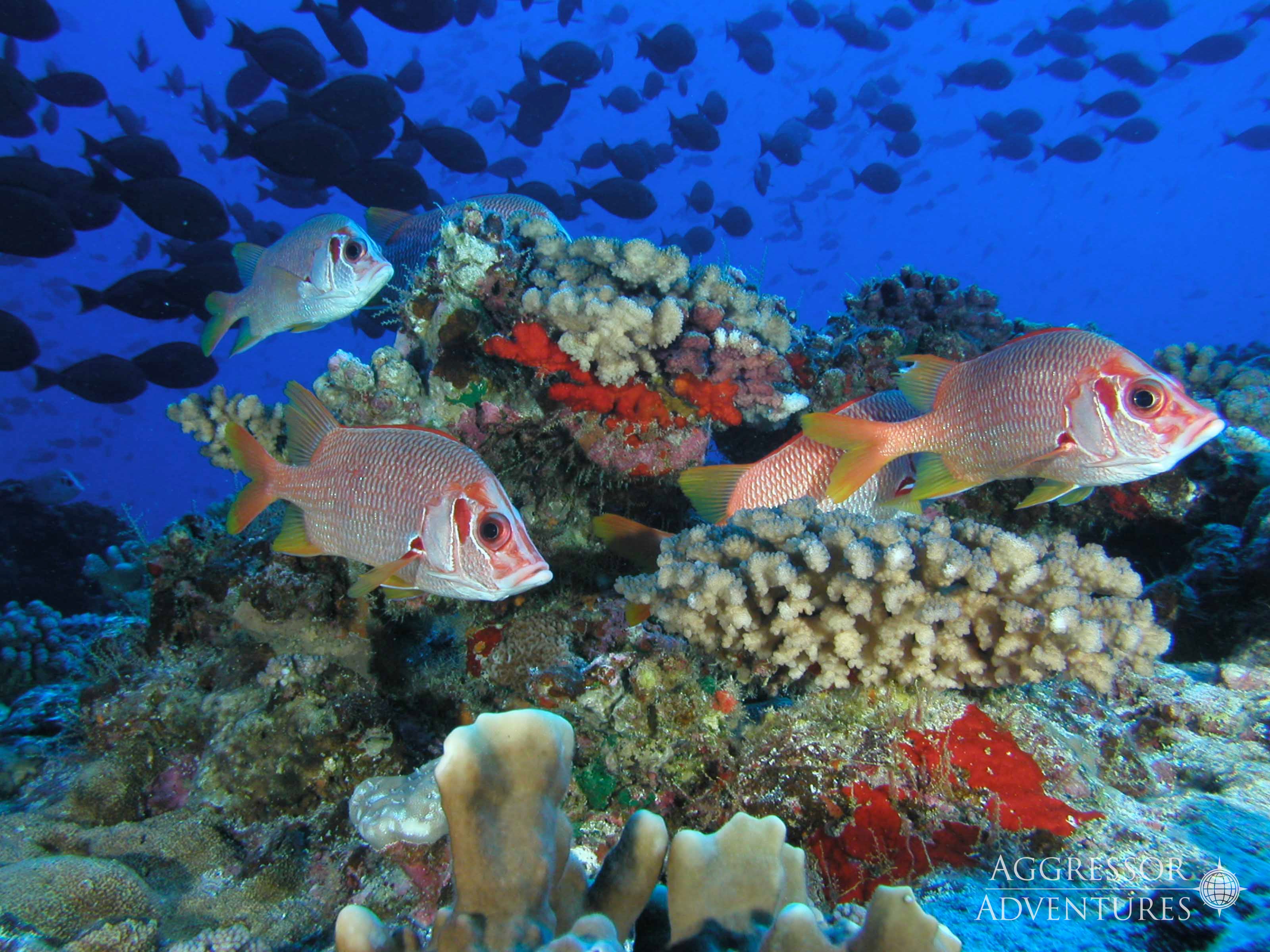 Palau 2022 - December 11th-18th