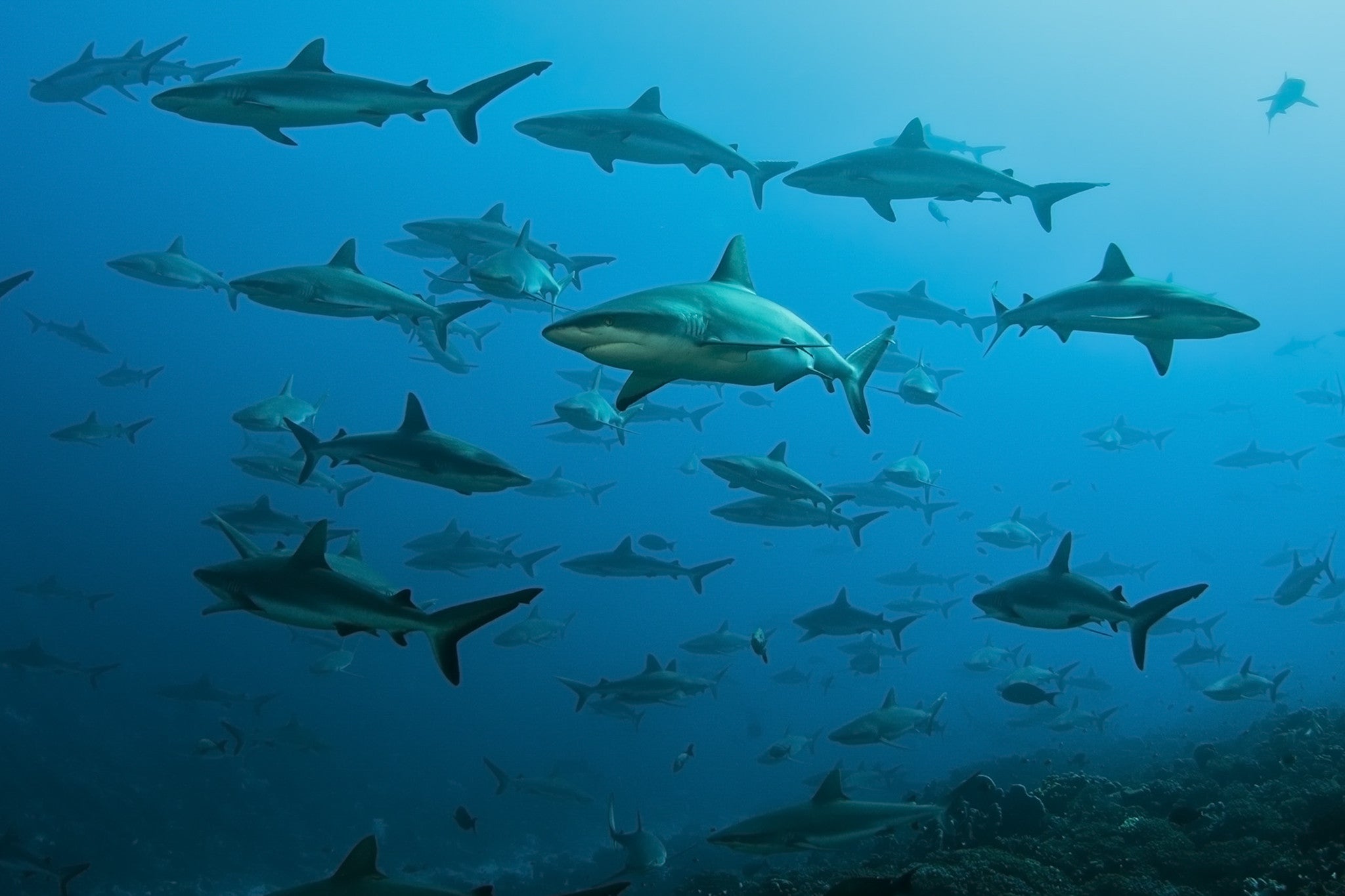 Shark Brothers