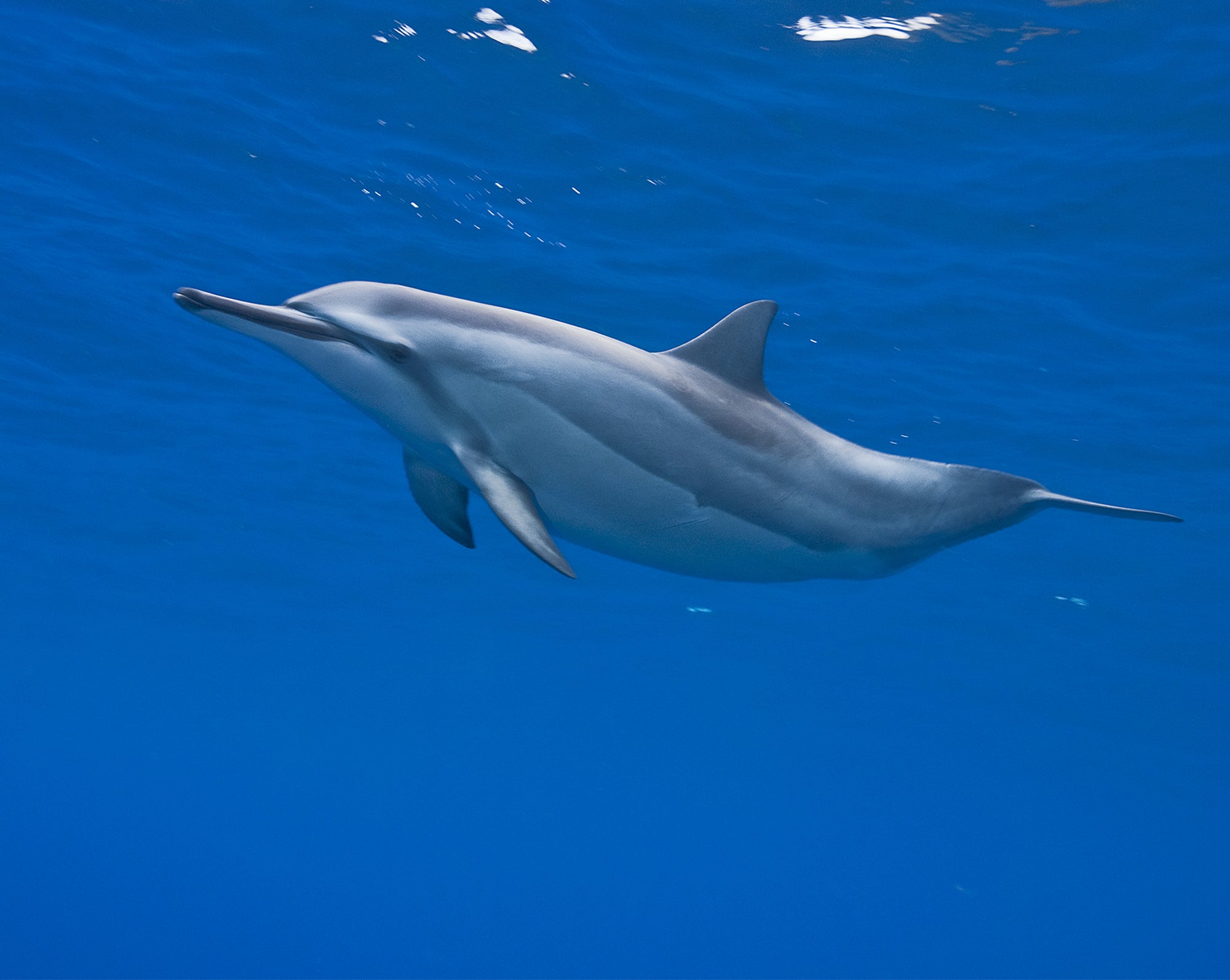 Single Gray Dolphin