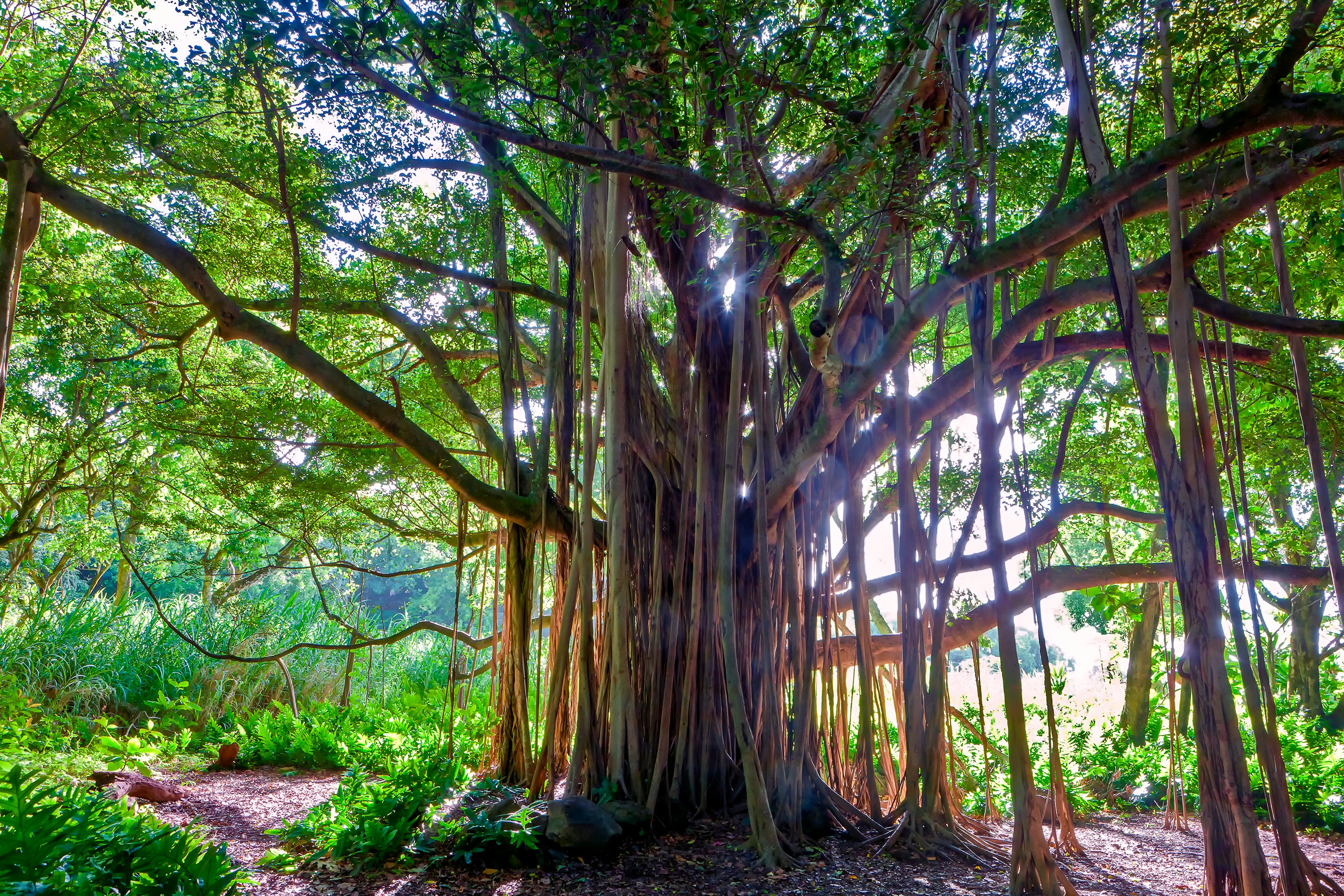 The Giving Tree