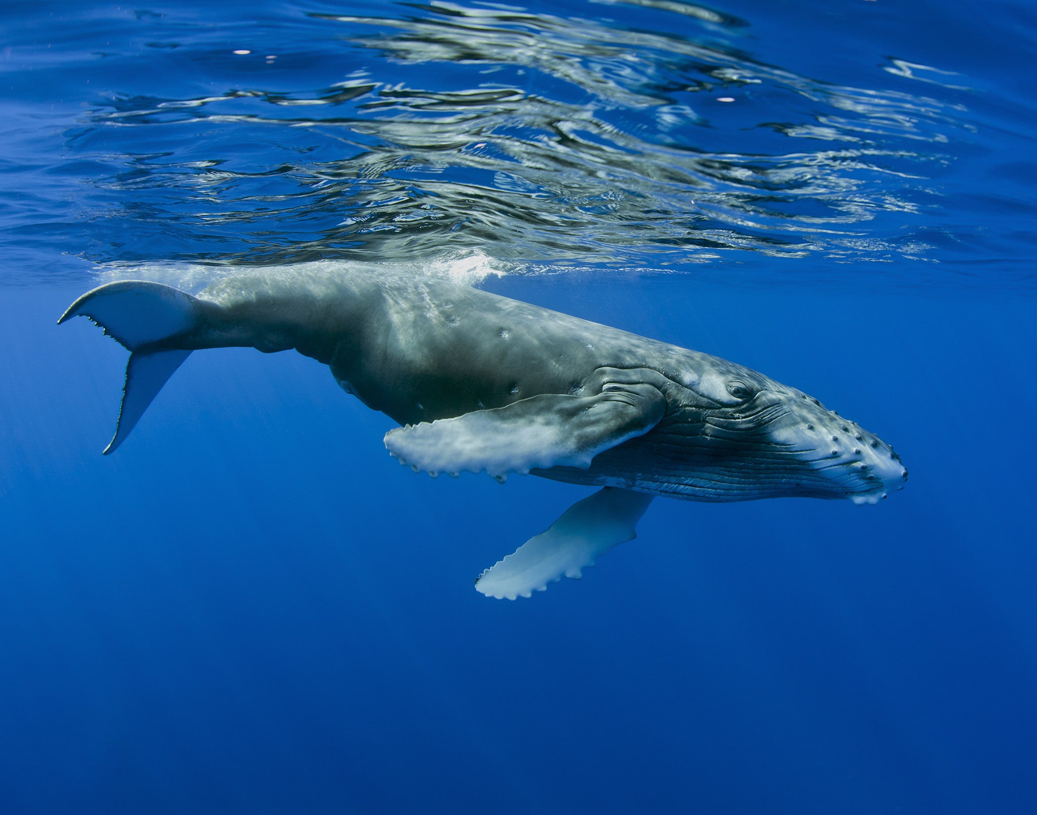 White Fin