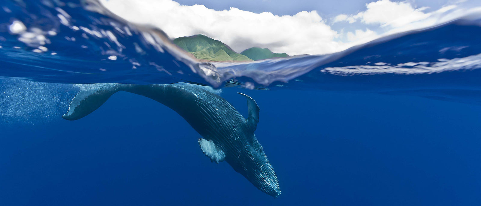 Whales & Sharks & Dolphins