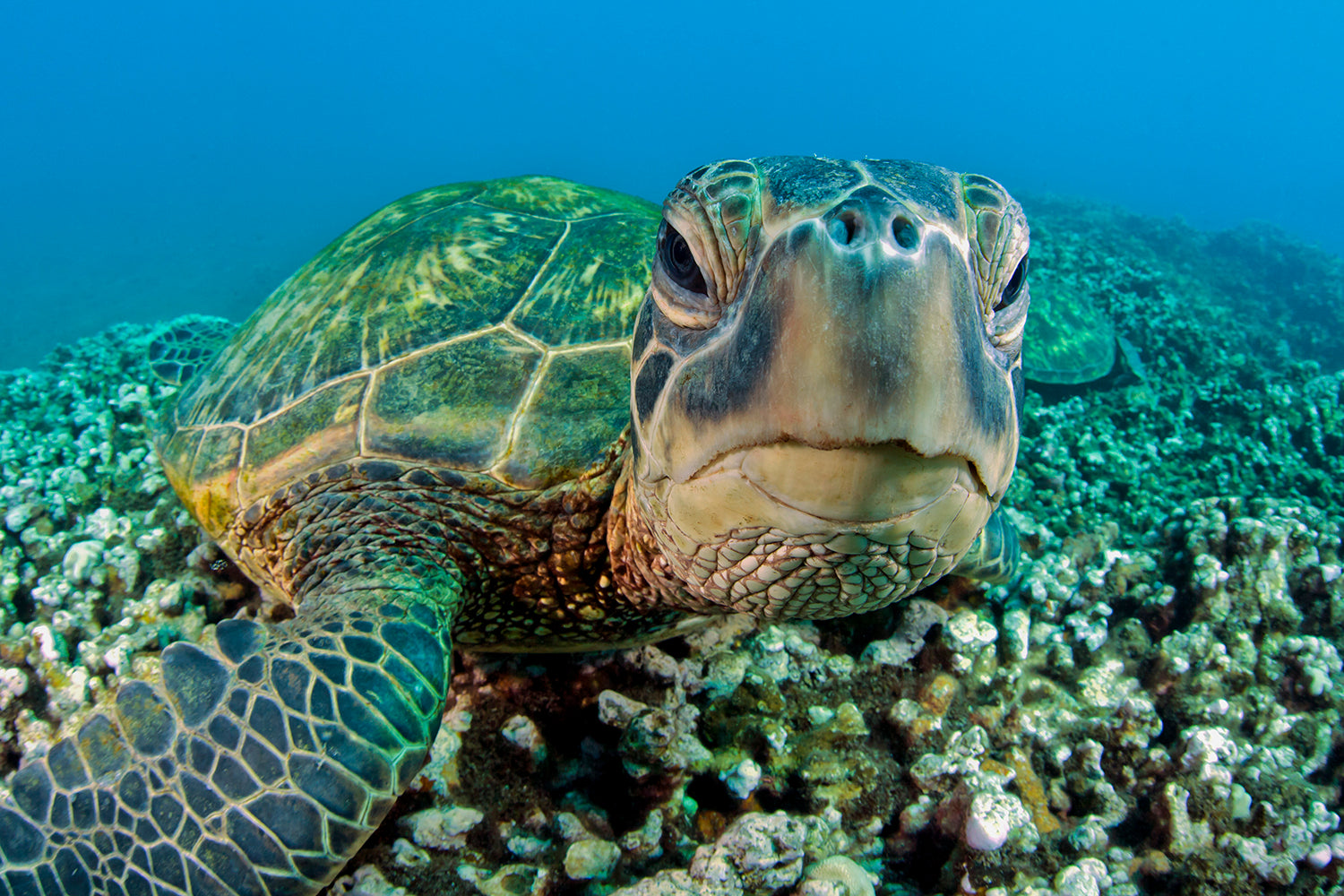 Turtles
