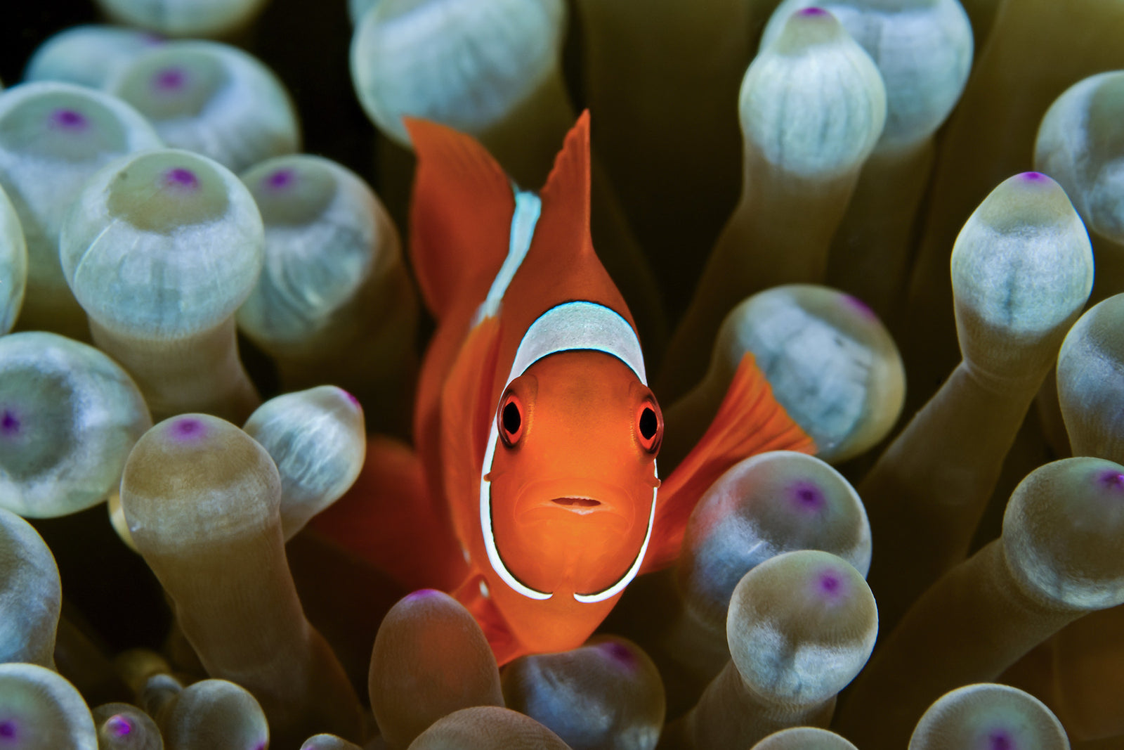 Fish & Waves & Other