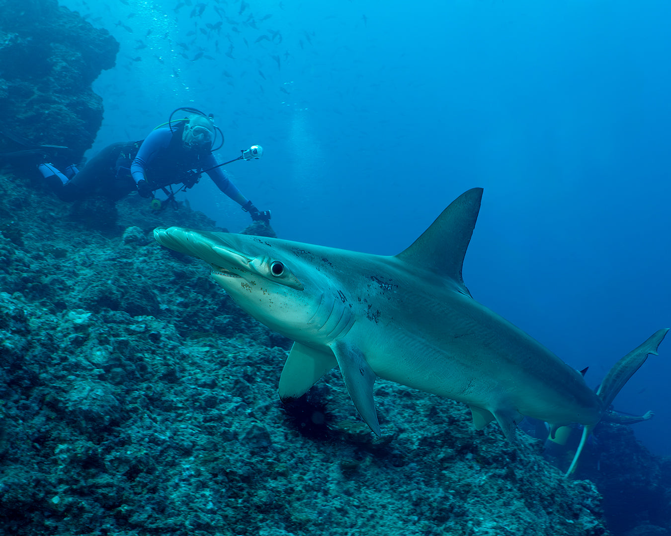 Dave Hammerhead.jpg