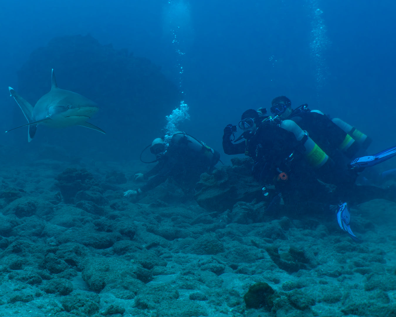 Divers Silvertip.jpg
