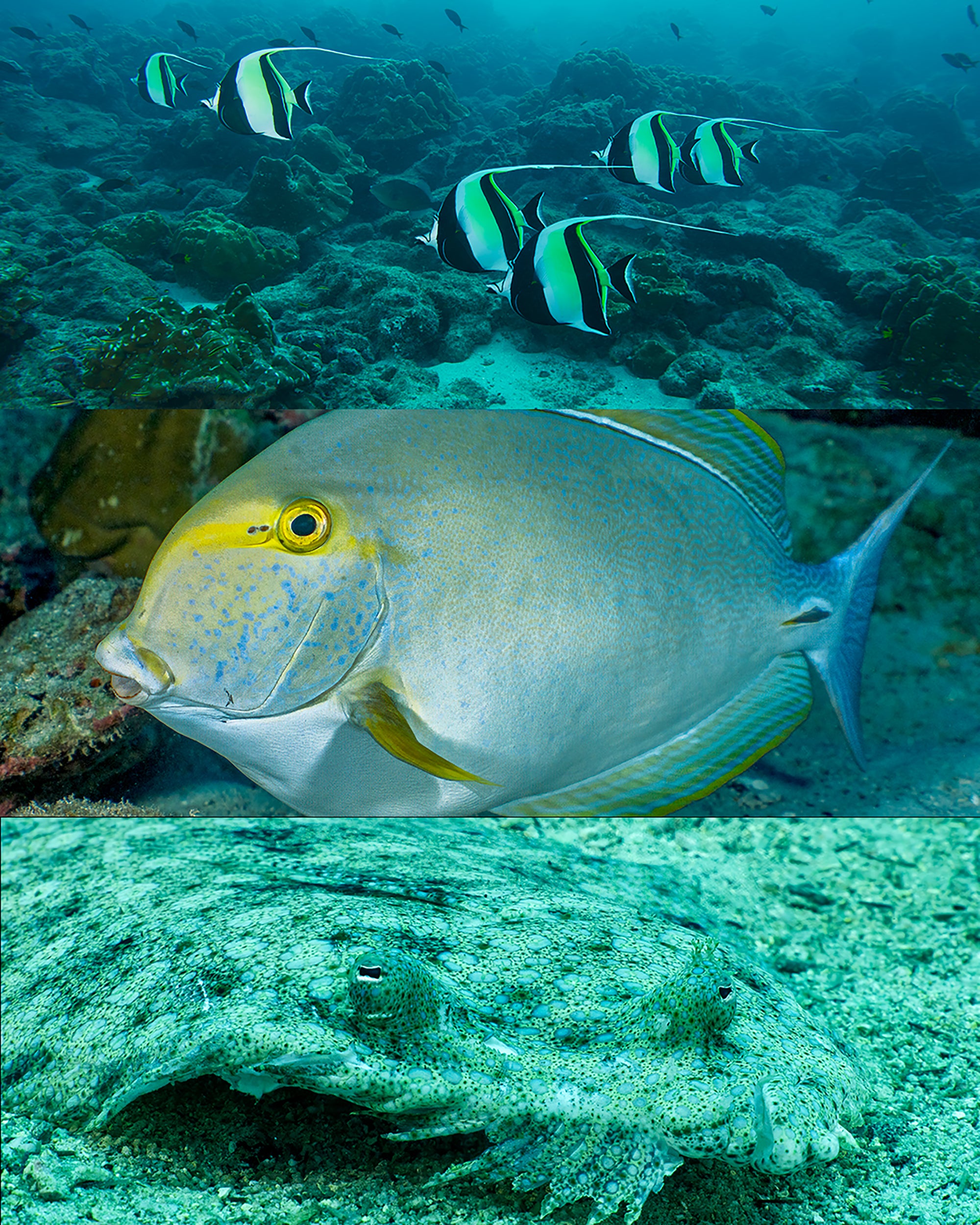 Fish 3 Pic.jpg