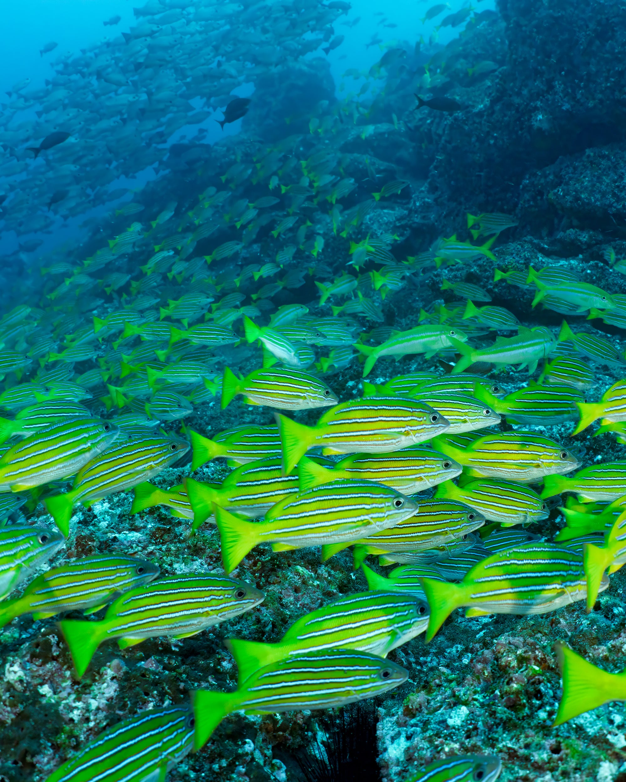 Fish School Snapper.jpg