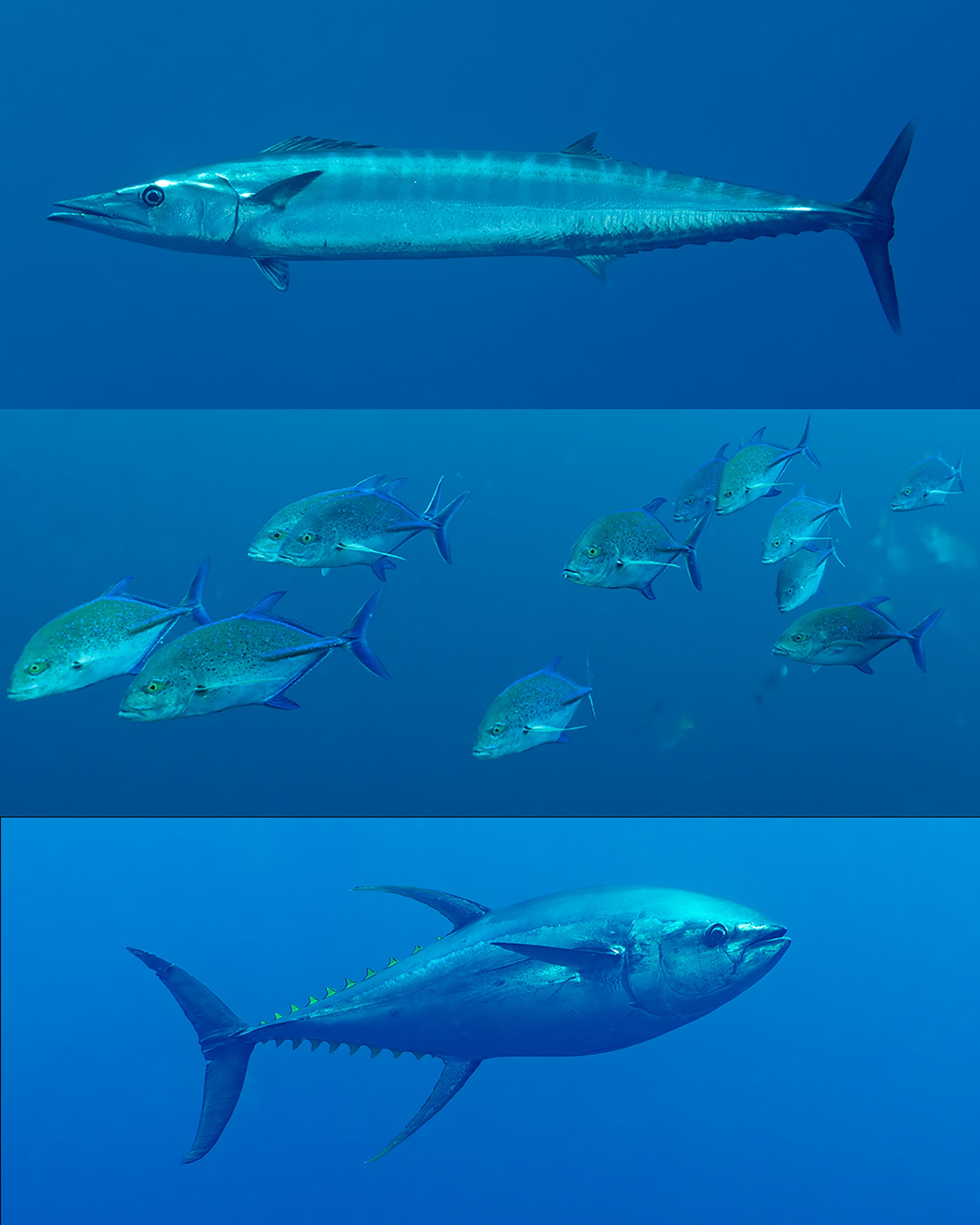 Fish pelagic 3.jpg