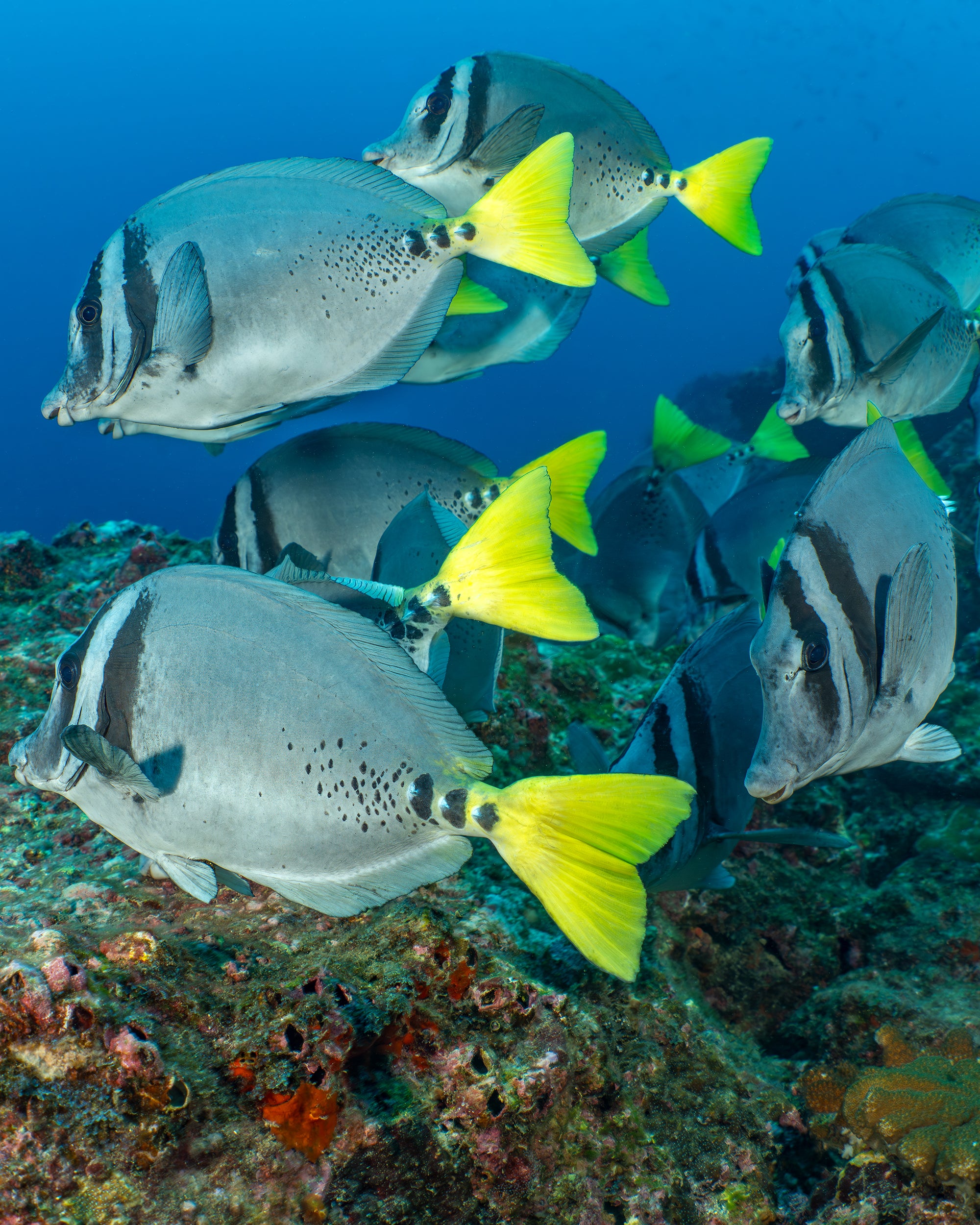 Fish yellowtail.jpg