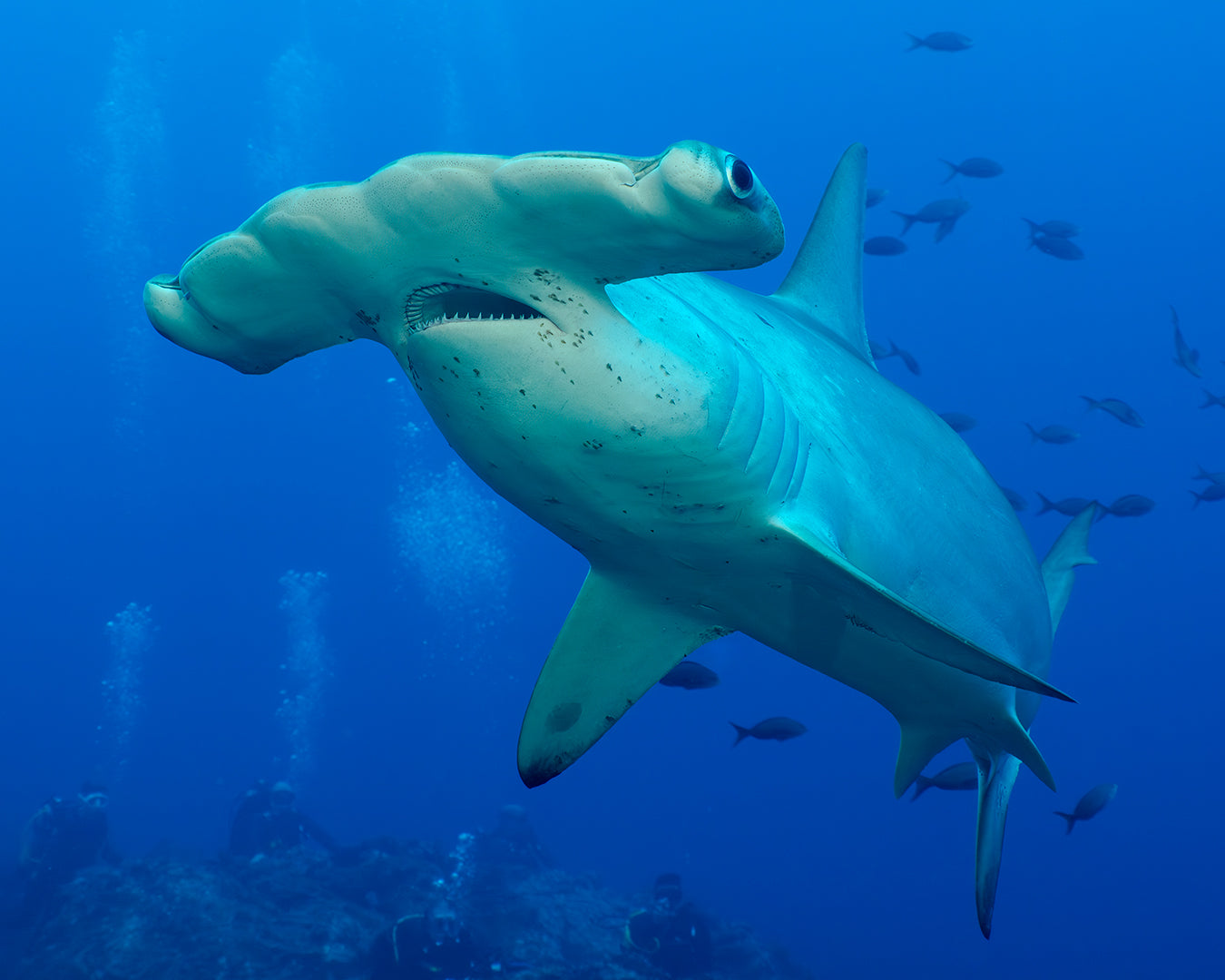 Good Hammerhead Divers.jpg