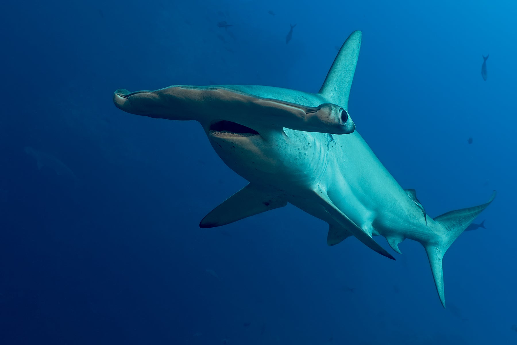 Hammerhead Close 2.jpg