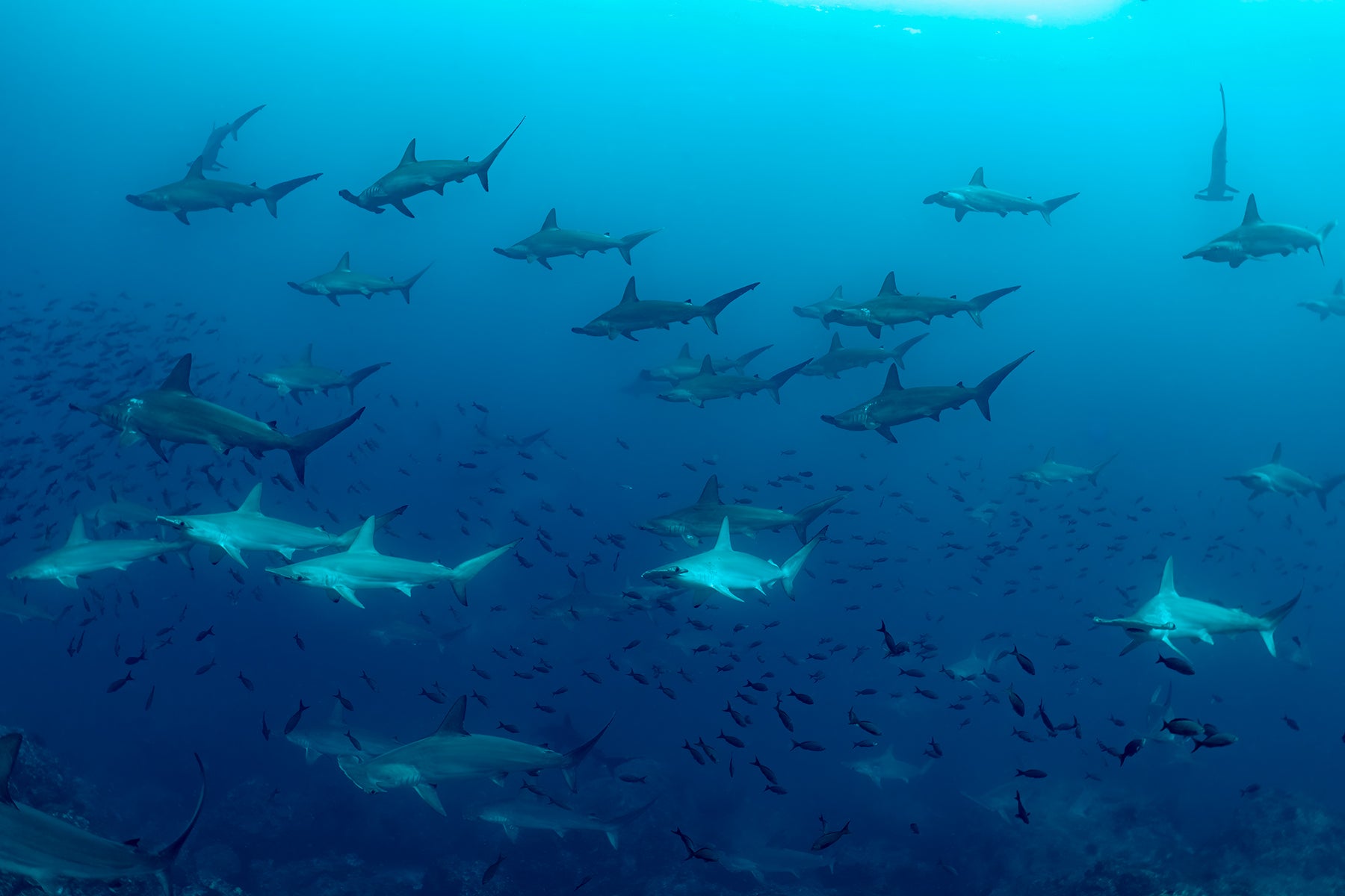 Hammerhead big school.jpg