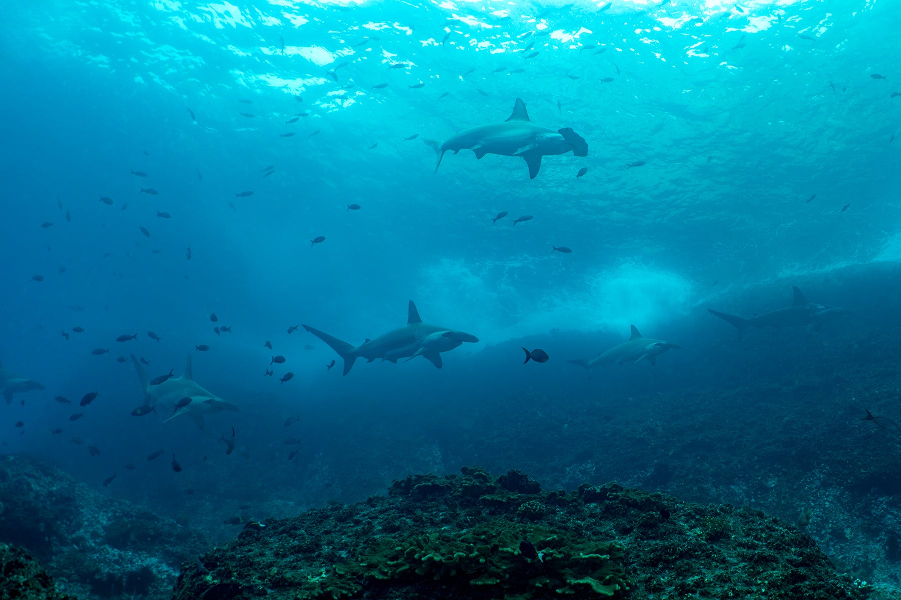 Hammerheads School shallows.jpg