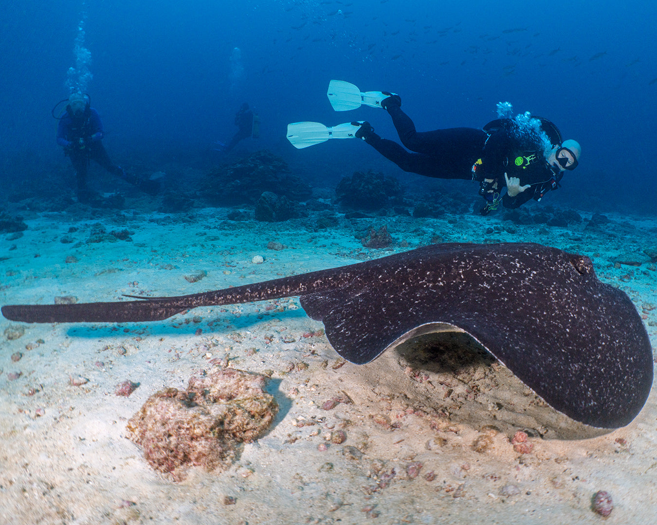 Jeff Marbled Ray.jpg