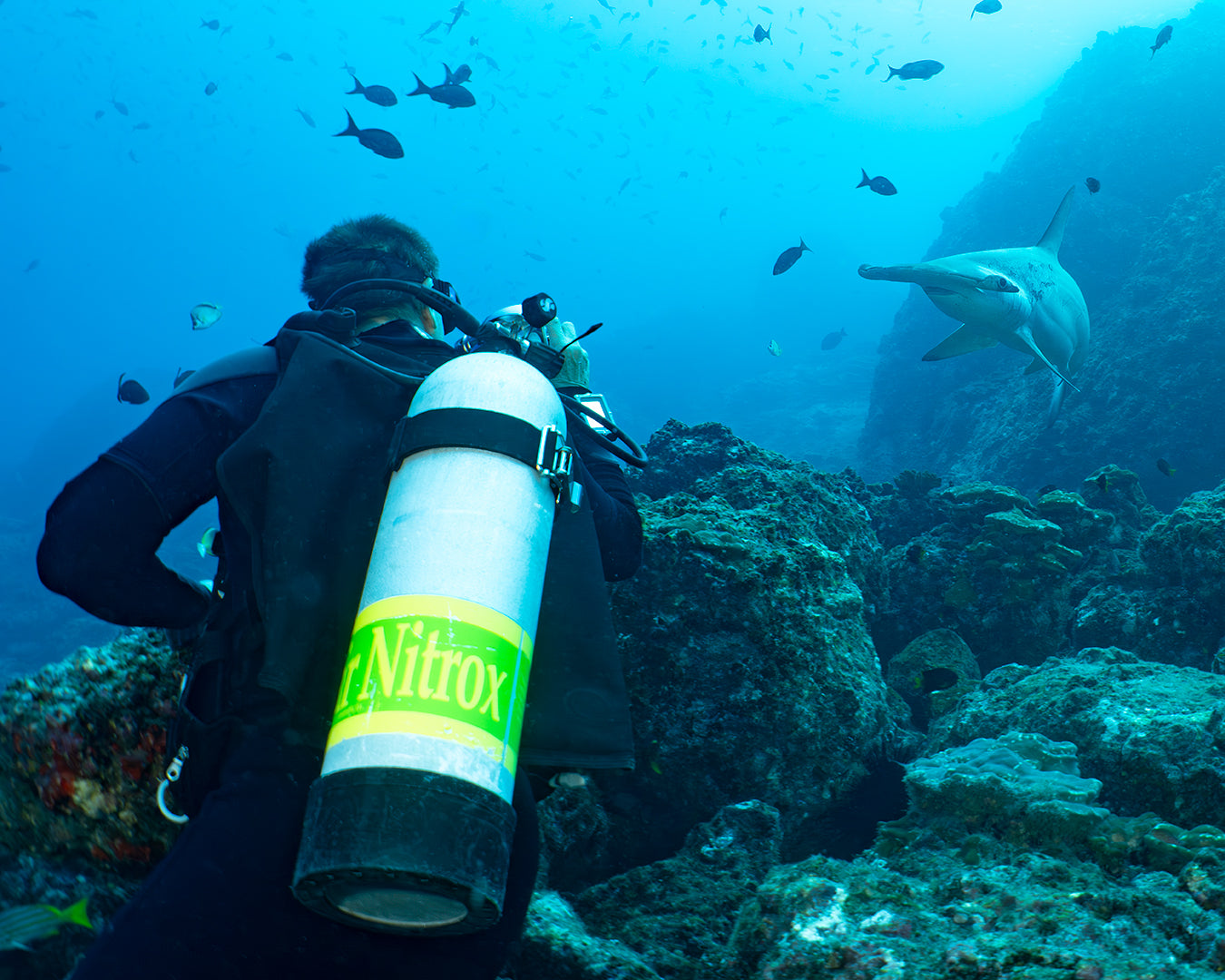 John T Hammerhead.jpg