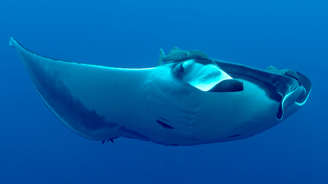 Manta Close Instagram.jpg