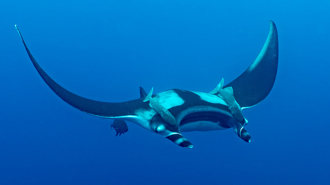 Manta Head On Instagram.jpg