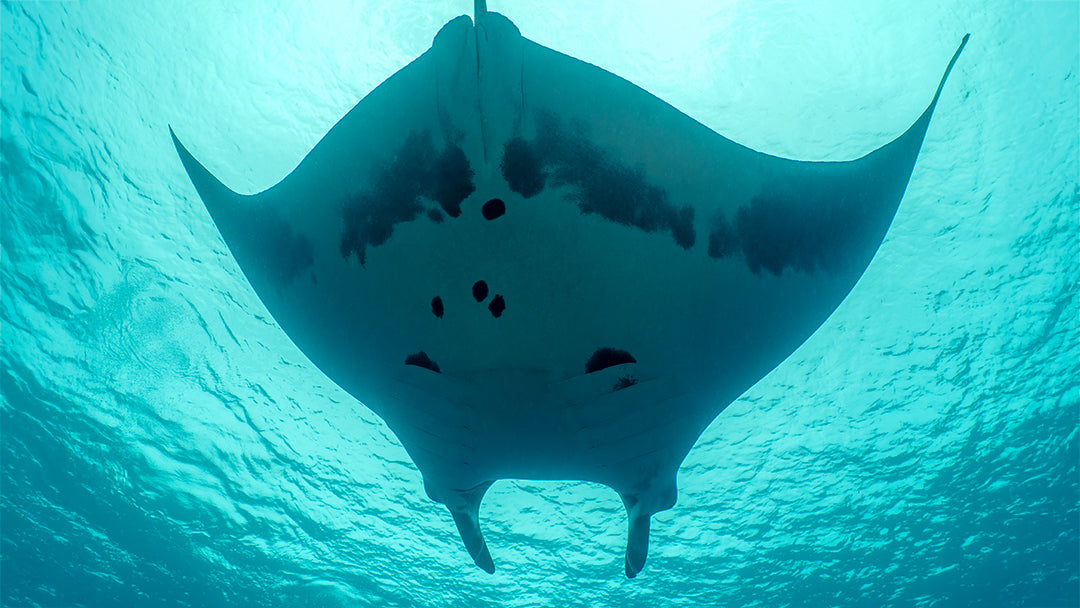 Manta Under Instagram.jpg