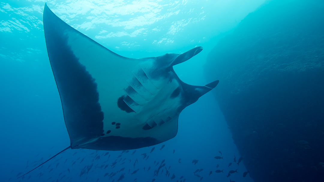 Manta Under Left Instagram.jpg