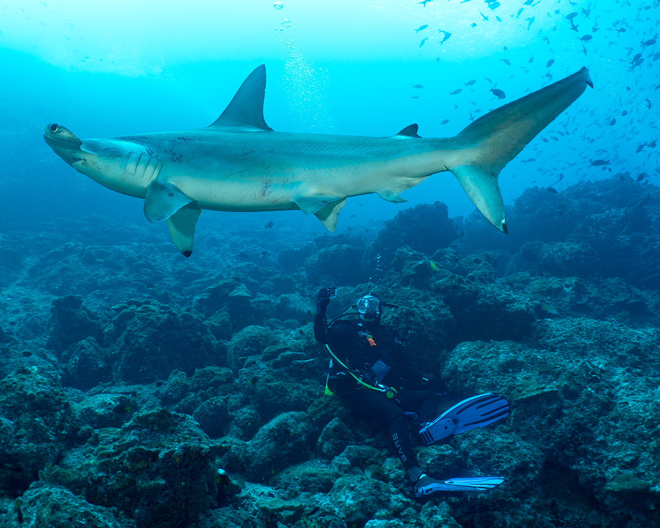 Matt Hammerhead.jpg