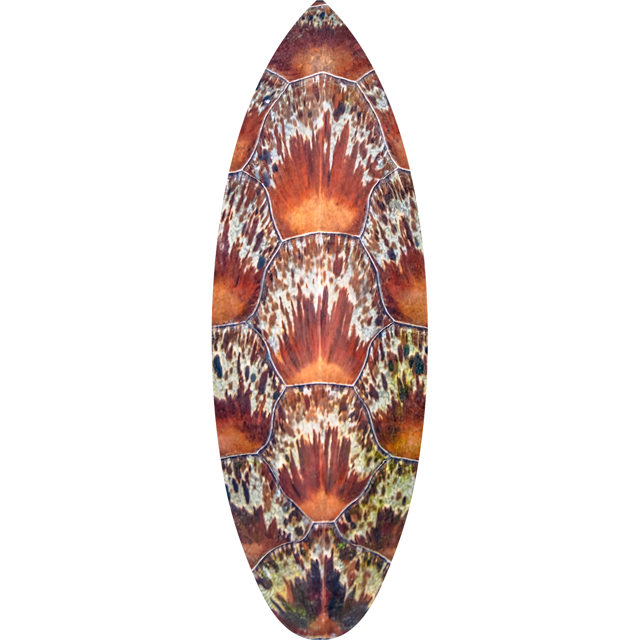 Abstract Michelangelo Surfboard