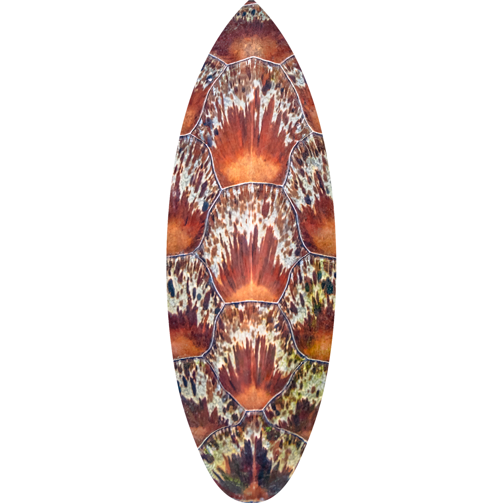 Abstract Michelangelo Surfboard
