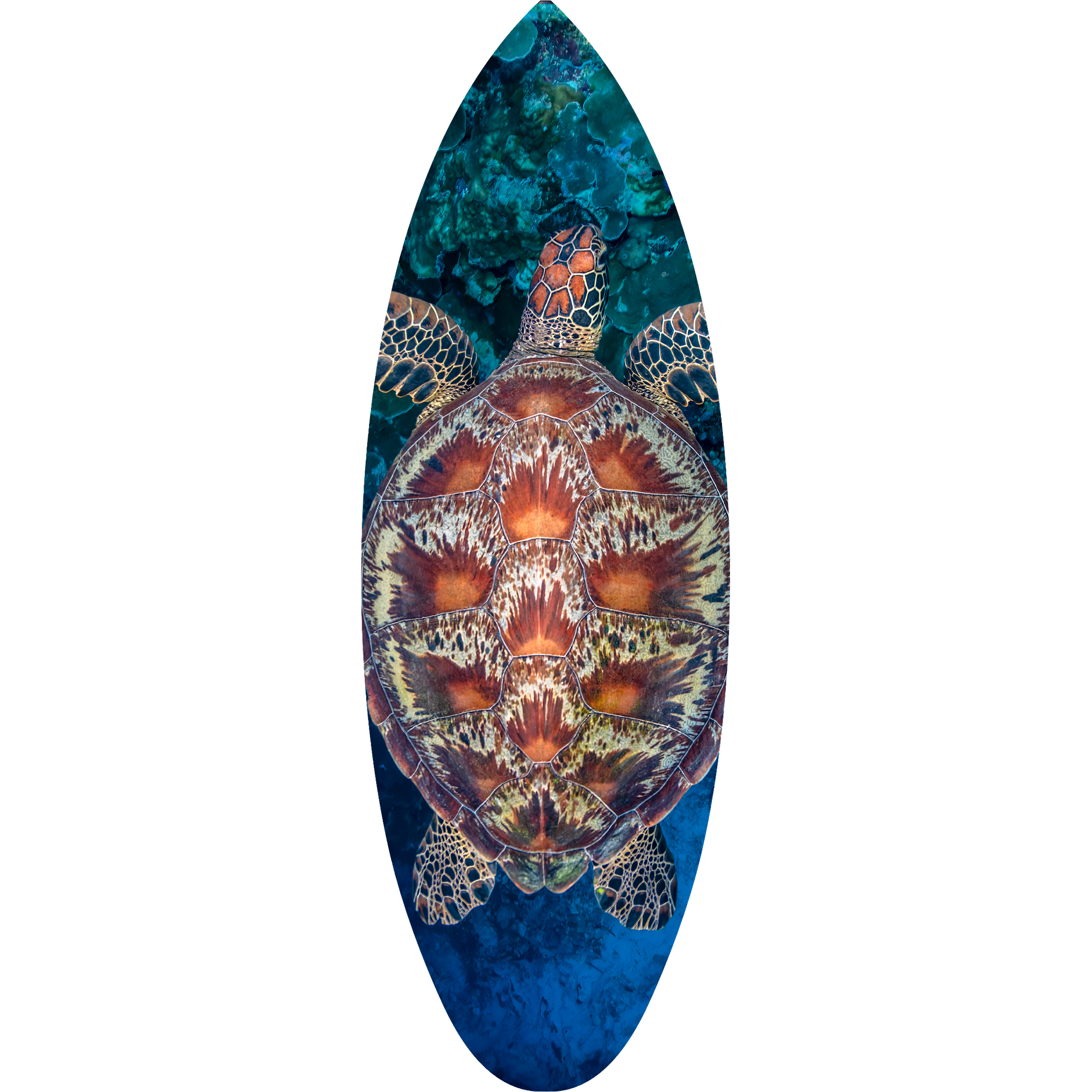 Michelangelo Surfboard