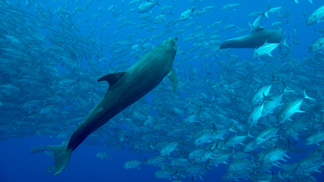 Two Dolphins School.jpg