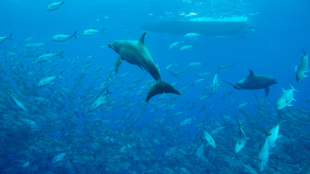 Two Dolphons Boat School.jpg