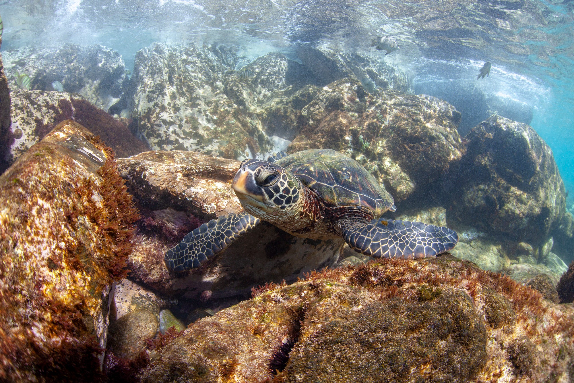 This underwater image of a turtle resting on some rocks was taken on Maui.