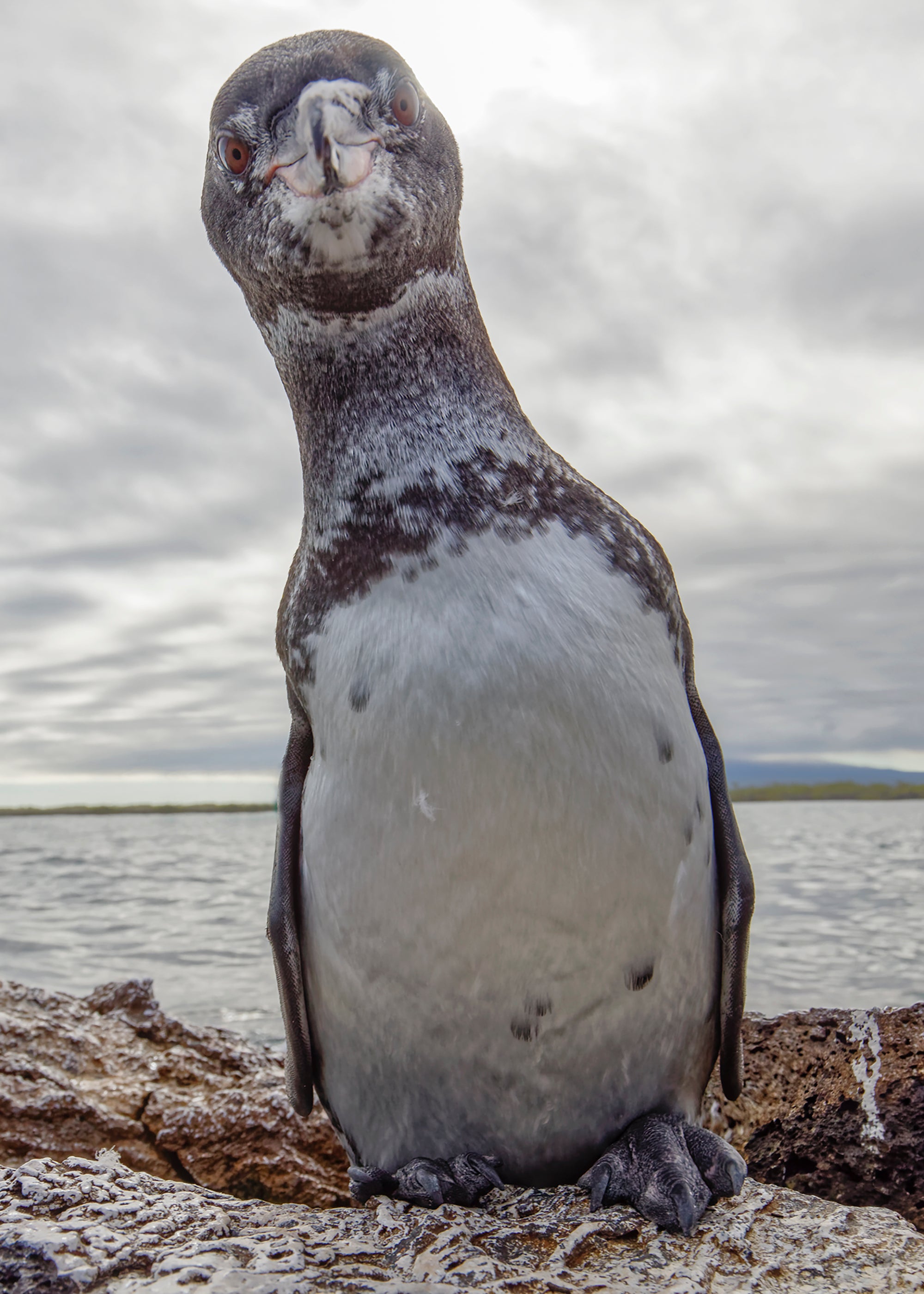 Bowling Pin