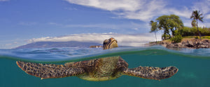 A beautiful over/under or split image of a turtle breathing at the surface. You can see the turtles head above water taking a breath with an island and palm trees in the background and you can also see the complete turtle underwater swimming. This image was taken on Maui.