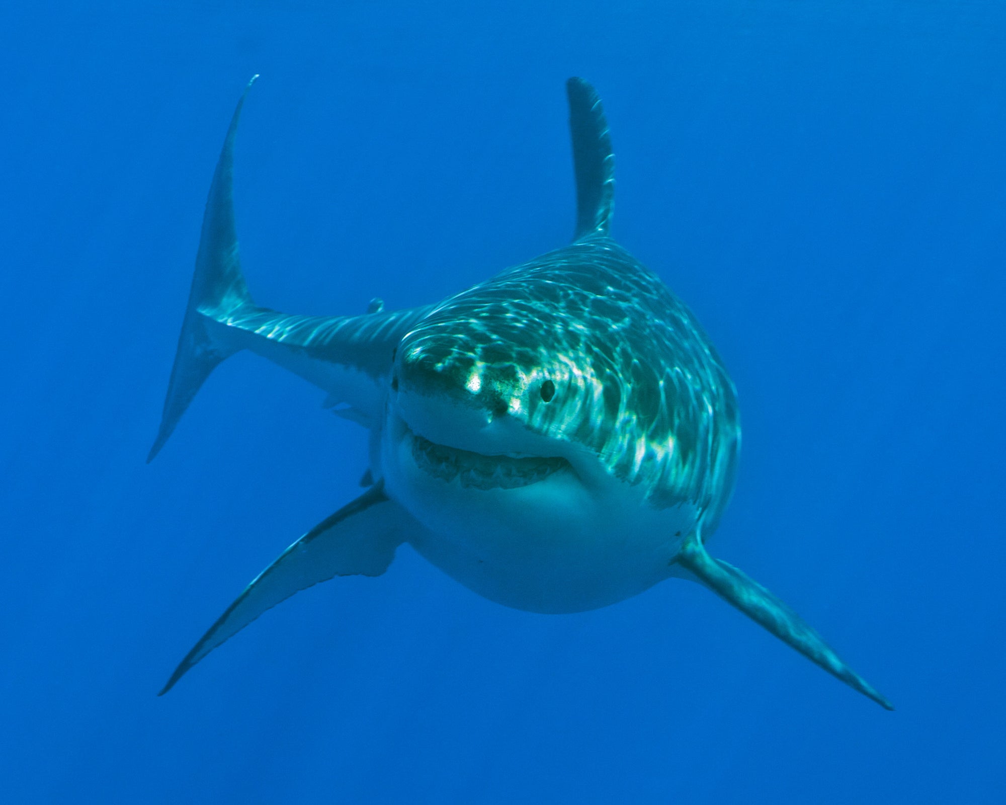 An underwater image of a Great White Shark swimming towards the camera taken at Guadalupe Island off of Mexico.