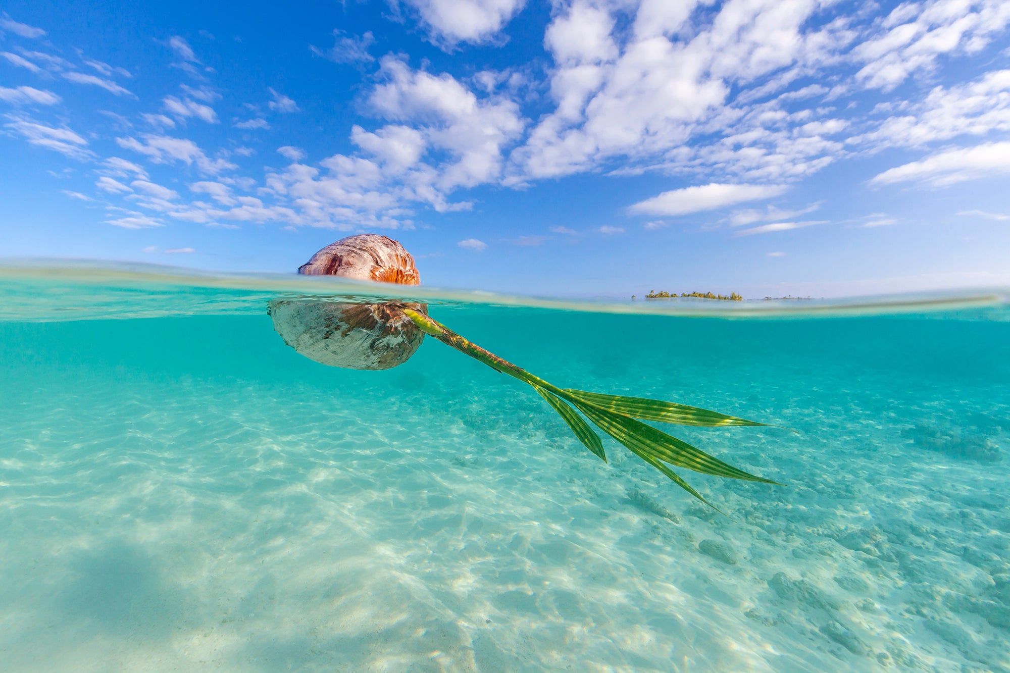 Coconut Drift