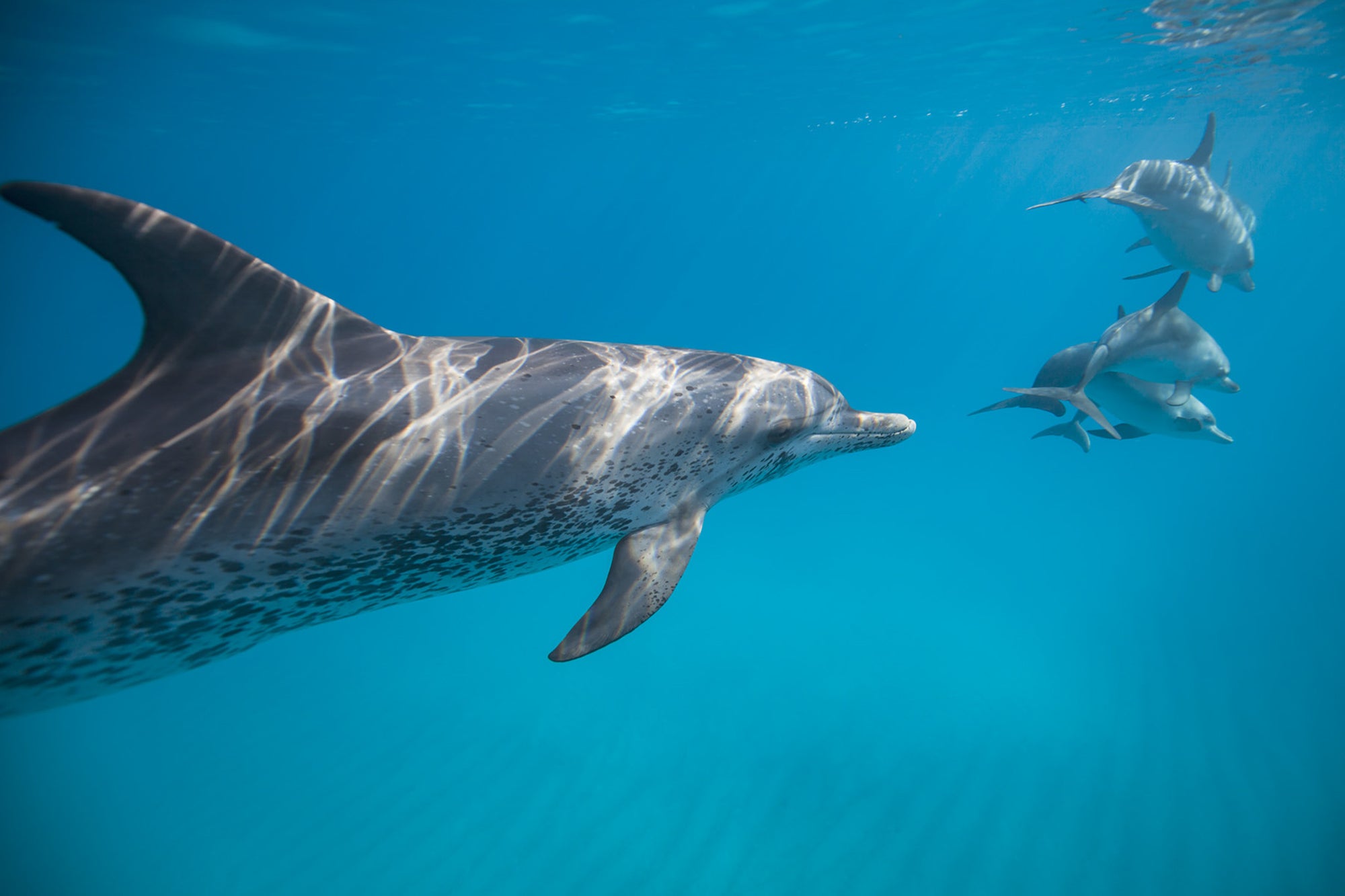 A group of spotted dolphins come close to the camera in the clear waters of the Bahamas.