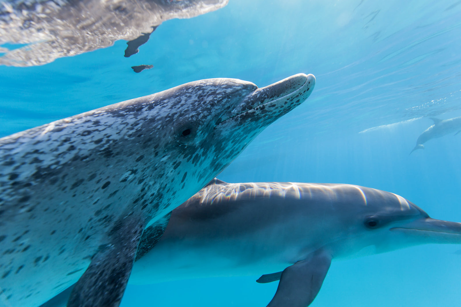 An adult spotted dolphin swims close to the camera with it's baby in the Bahamas