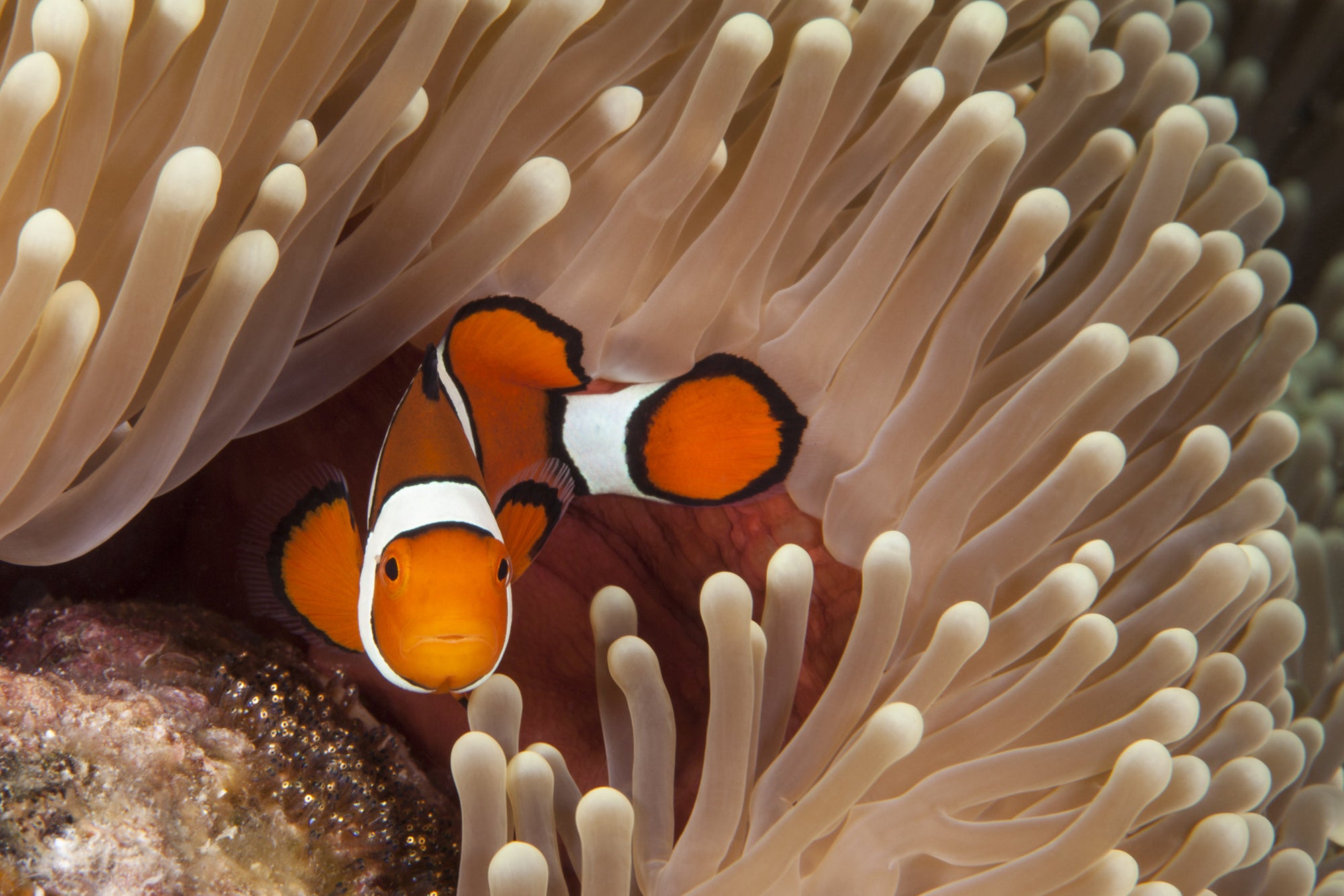 This male clown fish stands gaurd over his nest of babies on the Great Barrier Reef in Australia.