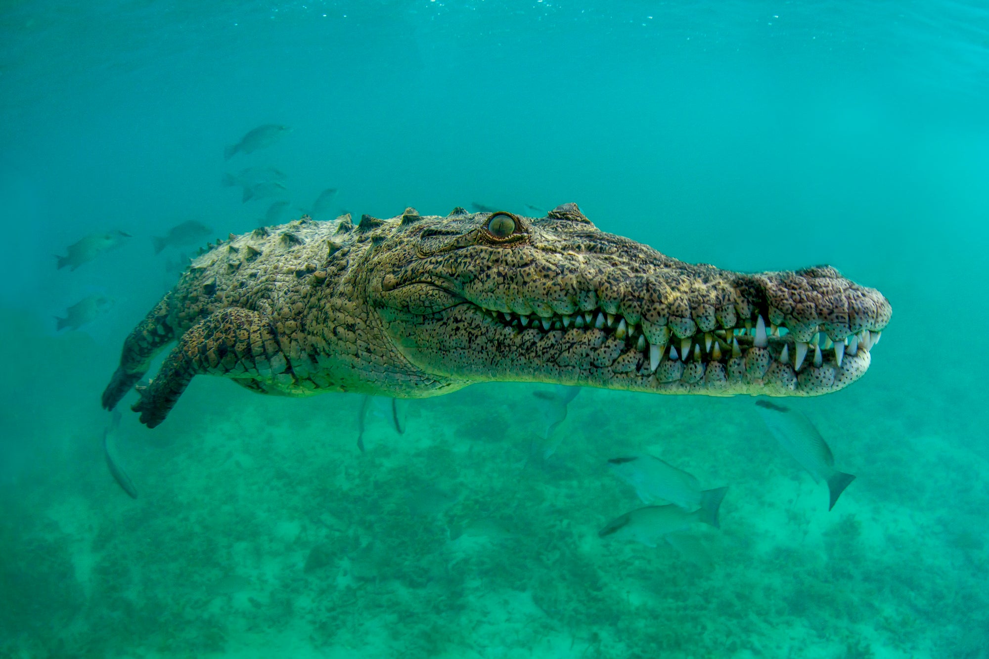 An underwater image of a crocodile swimming towards the camera taken at the Gardens of the Queen in Cuba.