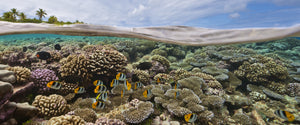 A spit or over/under image of a beautiful reef scene with a tropical island in the background, taken in French Polynesia.