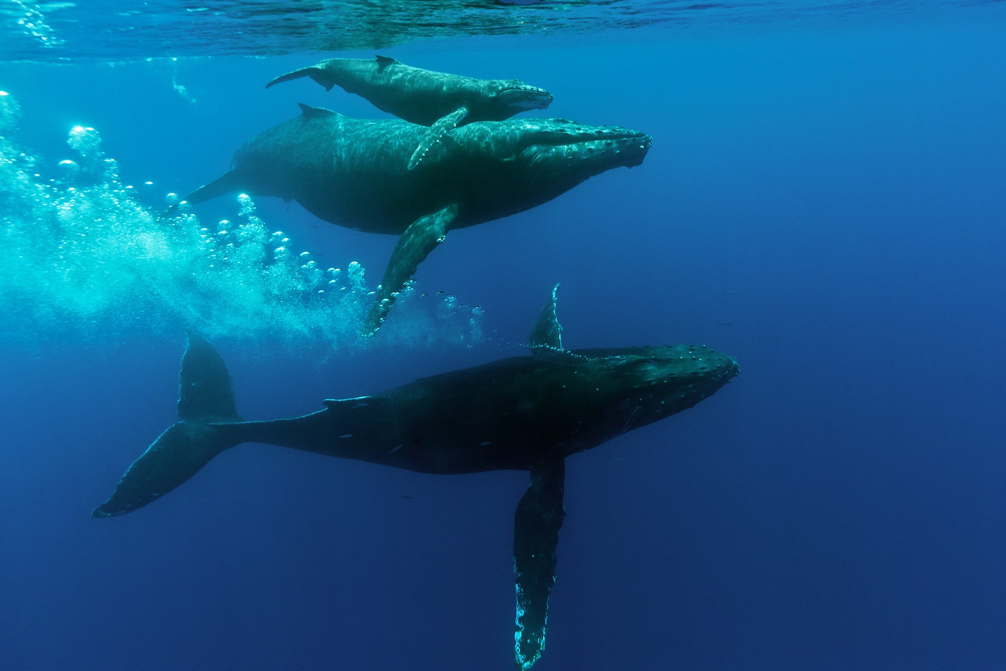 An image of a Mother, Calf and Escourt Humback Whales taken while doing research with the Kieki Kohola Project on Maui.