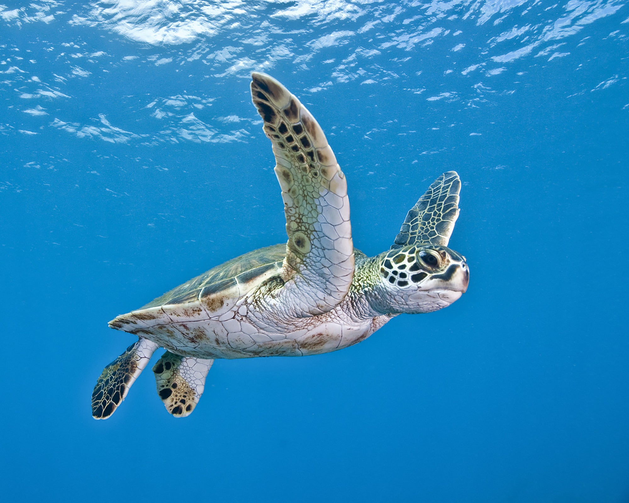 A baby turtle swims up to the camera for a closer view. Taken at Mala Pier on Maui.