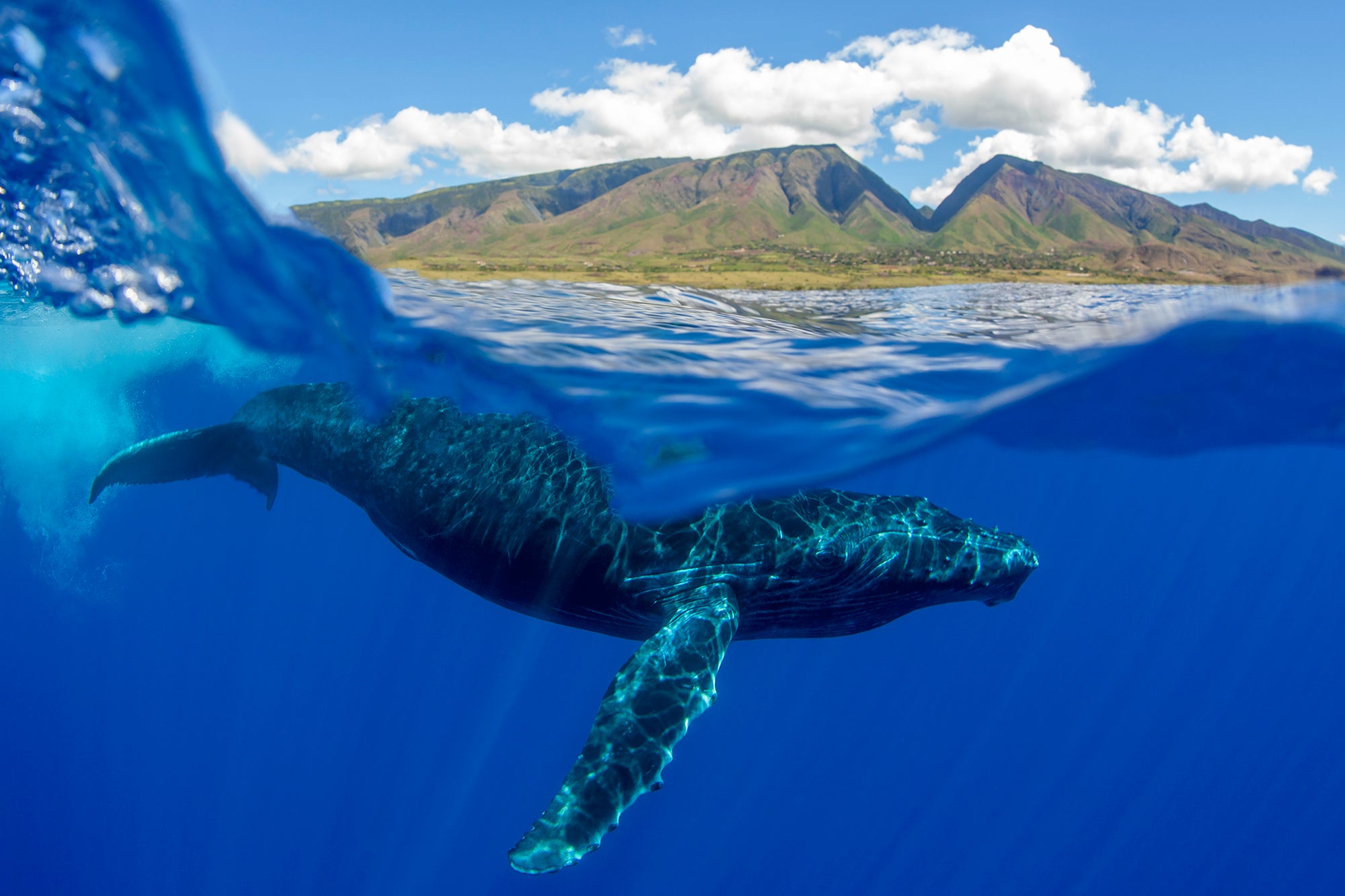 An Over/Under image of a Humback Whale Calf playing at the surface with the West Maui Mountains in the background. This images was taken while doing research with the Kieki Kohola Project on Maui.
