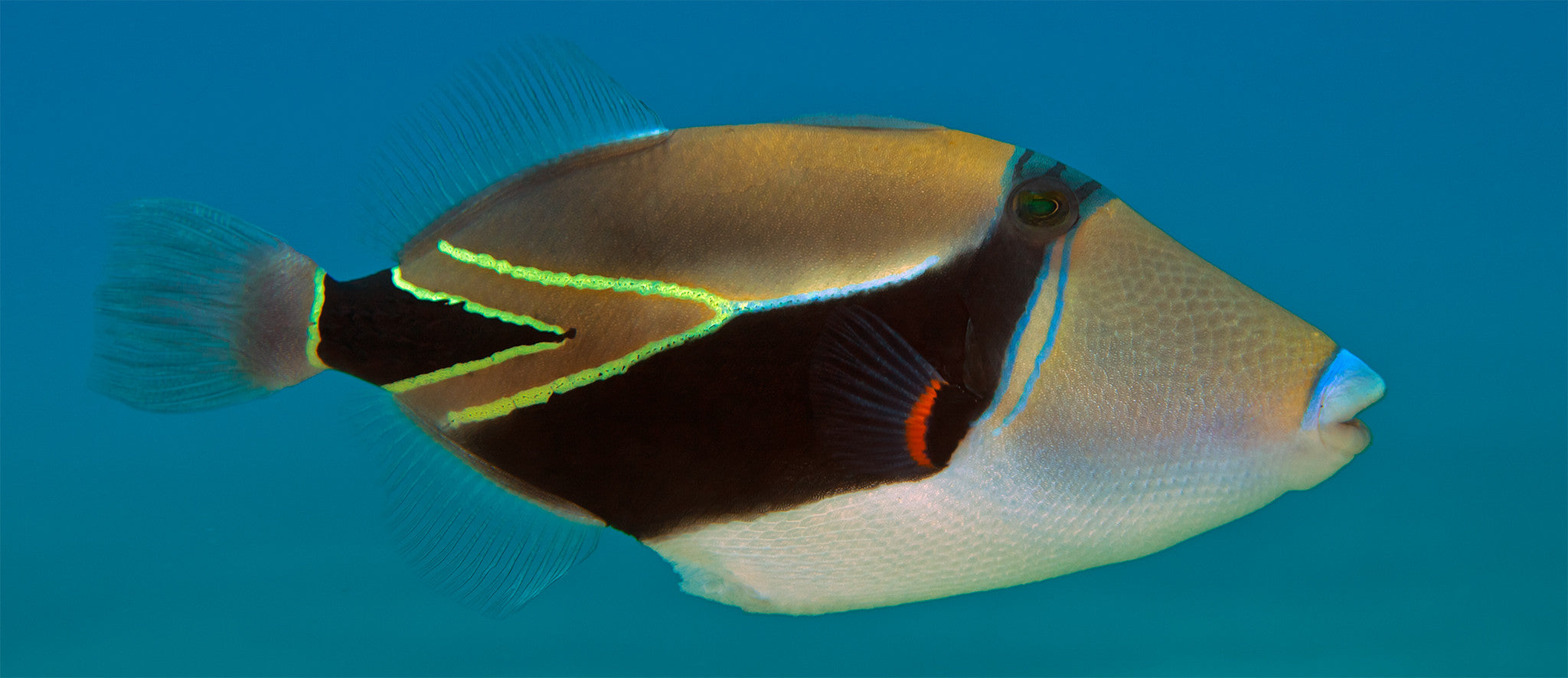 Humu Blue - Cesere Brothers