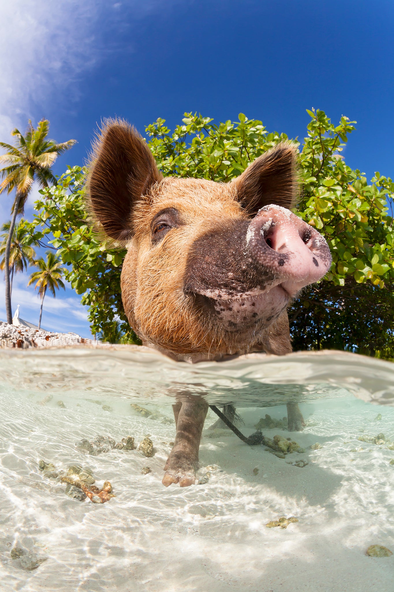 Lights, Camera, Poke!