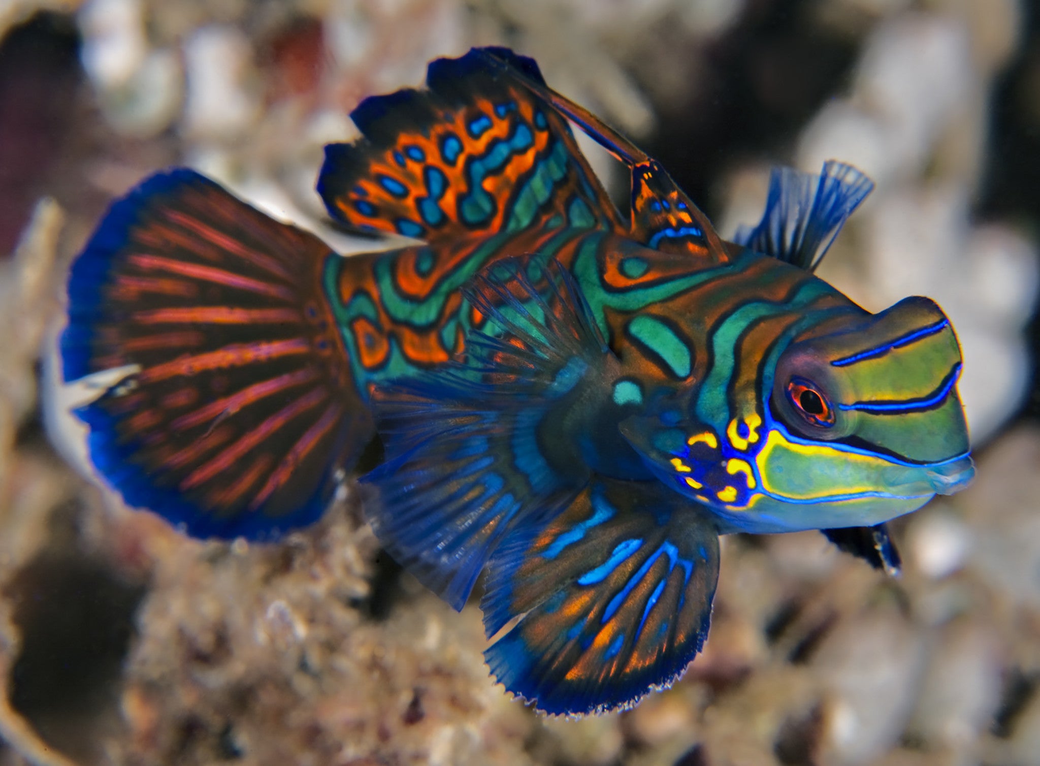 Mandarin