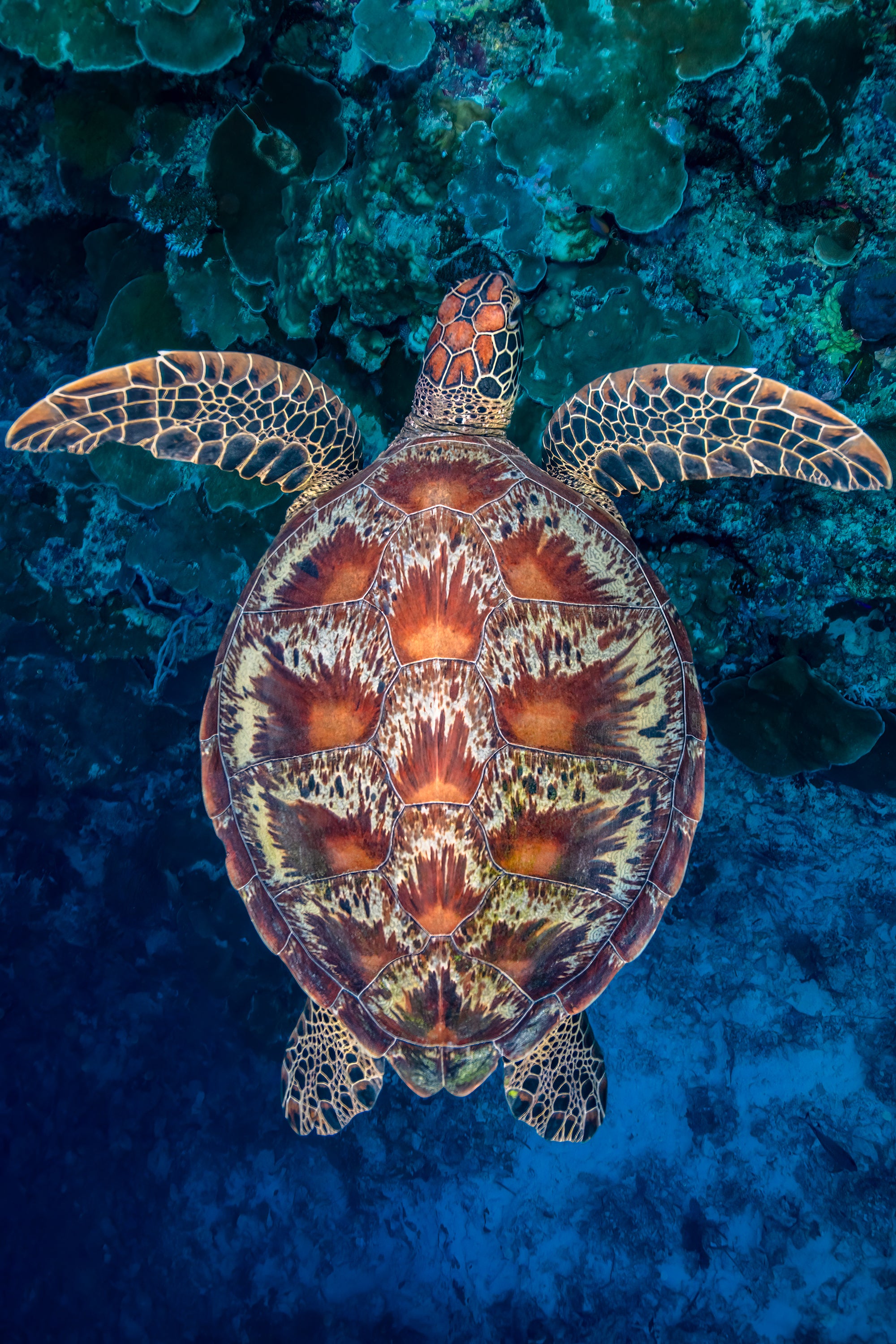 Michelangelo