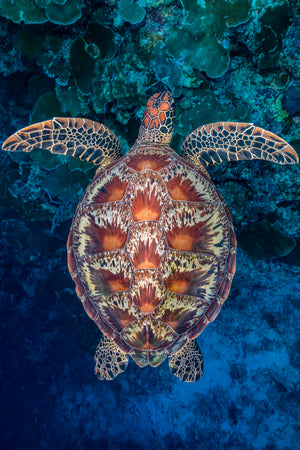 Michelangelo